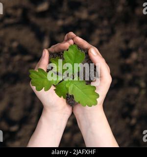 Nahaufnahme von oben auf die Palmen mit Eichenholzsapling. Pflanze in den Händen. Umweltschutz. Ökologisches Konzept Stockfoto