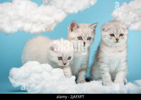 Drei schottische Kätzchen schauen sich die Baumwollwolken auf blauem Hintergrund mit großem Interesse an. Himmelsinstallation mit weißen Wolken. Stockfoto