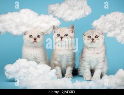 Porträt von drei entzückenden niedlichen gestreiften Kätzchen der schottischen Rasse in beige-cremefarbener Farbe, die in einer Reihe zwischen den Baumwollwolken im Studio sitzen Stockfoto