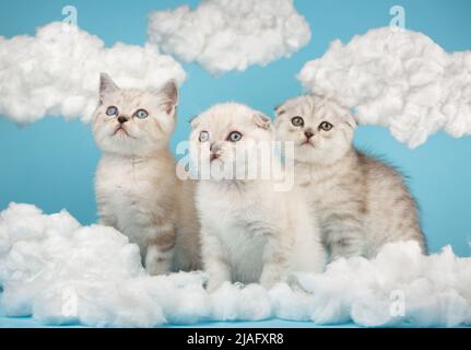 Entzückende zwei blauäugige Katzen und eine mit gelben Augen posieren im Studio. Zwischen Baumwollwolken sitzen kurzhaarige schottische Kätzchen in hellbeiger Farbe Stockfoto