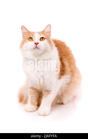 Fokussierte Erwachsene männliche Katze, die auf einem weißen Hintergrund sitzt und mit gelben Augen aufschaut. Isoliert auf weißem Hintergrund. Entzückende Haustiere. Stockfoto