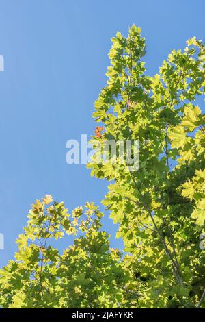 Laub / Blätter von Sycamore / Acer pseudoplatanus in hellem Sommersonnenlicht. Mitglied der Ahornfamilie für Kräuterheilungen verwendet. Sonnenschein durch Blätter Stockfoto