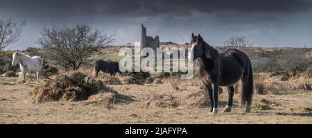 Ein Panoramabild der wilden Bodmin Ponys, die grasen und herumlaufen, mit den Überresten des Craddock Engine House im Hintergrund auf Bodmin Moor in Cornwall, Großbritannien. Stockfoto