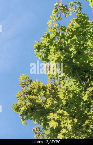 Laub / Blätter von Sycamore / Acer pseudoplatanus in hellem Sommersonnenlicht. Mitglied der Ahornfamilie für Kräuterheilungen verwendet. Sonnenschein durch Blätter Stockfoto