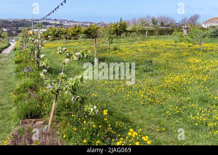 Wildblumen wachsen in einem Grasgebiet in Newquay Orchard eine Gemeinschaftsinitiative in Newquay in Cornwall im Vereinigten Königreich. Stockfoto