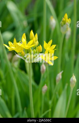 Allium moly 'Jeannine', gelber Knoblauch 'Jeannine'. Gelber Knoblauch, goldener Knoblauch, Lauch. Dekorative Zwiebel mit gelben Blüten Stockfoto