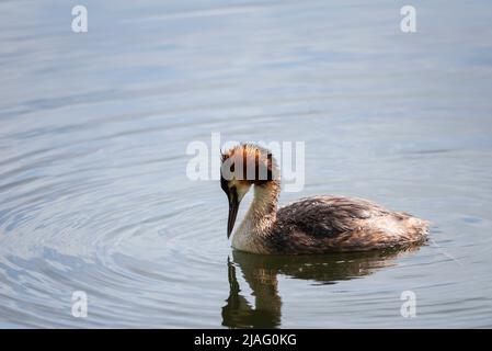 Schönes Porträt des bunten Greens Podiceps cristatus auf dem Wasser im See im Frühling Stockfoto