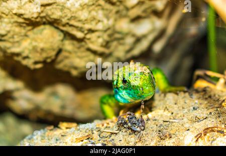 Europäische grüne Eidechse zeigt sich aus ihrem Loch Stockfoto
