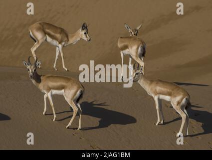Die rhim-Gazelle oder rhim (Gazella leptoceros), auch bekannt als die Schlankhorngazelle, afrikanische Sandgazelle oder Loder-Gazelle, Stockfoto