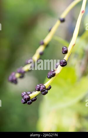 malabar Spinat oder ceylon Spinat Pflanzensamen, Basella Alba oder Basella rubra bekannt als Weinspinat, Heilkräuter Nahaufnahme Stockfoto