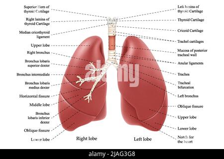 Lungenanatomie mit Beschriftung. Innere Organe des menschlichen Körpers isoliert auf weißem Hintergrund. Realitätsnahe darstellung des Atmungssystems mit 3D Vektoren Stock Vektor