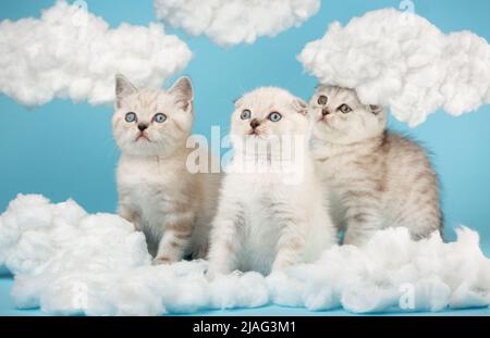 Drei milchfarbene schottische Kätzchen beobachten neugierig, wie sie auf blauem Hintergrund zwischen den Baumwollwolken sitzen. Haustiere, Tiere und Katzen Stockfoto