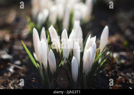 erste Frühlingsblumen, Schneeglöckchen im Garten, Sonnenlicht Stockfoto