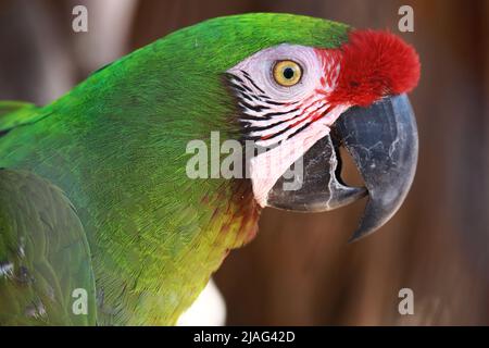 Ara-Papagei aus nächster Nähe. Grüne Federn und ein roter Kamm Stockfoto