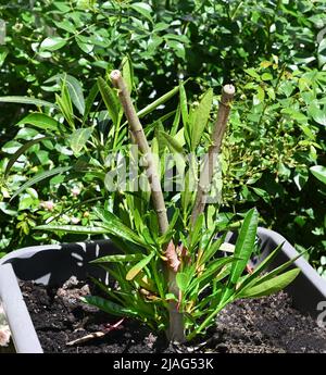 Stark beschnitzter Oleander in einem Topf, der frisch keimt. Stockfoto