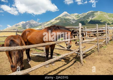 Pferde in einem Holzzaun an einem wilden Ort auf einem Hochplateau in den Bergen. Zaun der Pferde in Campo Imperatore, Abruzzen, Italien Stockfoto