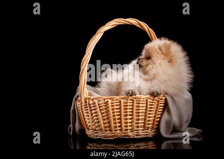 Der hübsche pommersche Spitz-Welpe sitzt in einem Weidenkorb. Studioaufnahmen von Haustieren auf dunklem Hintergrund. Stockfoto