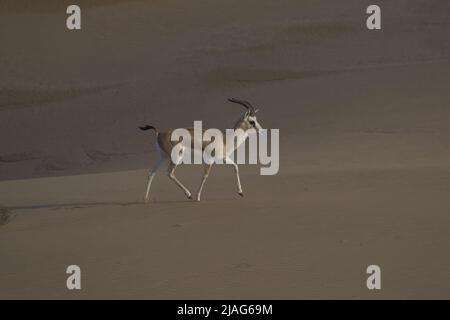 Die rhim-Gazelle oder rhim (Gazella leptoceros), auch bekannt als die Schlankhorngazelle, afrikanische Sandgazelle oder Loder-Gazelle, Stockfoto