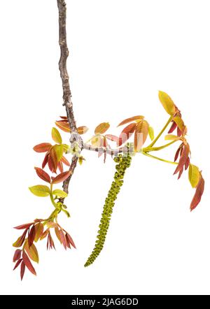 Walnuss Catkin und jungen Blätter isoliert auf weiss Stockfoto