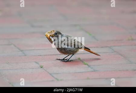 Der Europäische Schwarzrotstarkjunge, Phoenicurus ochruros, hält eine große gelbe Unterflügelmotte, Noctua pronuba, im Schnabel, auf einem Patio-Garten, Deutschland Stockfoto