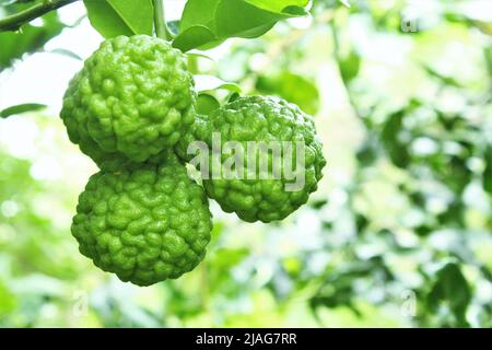 Kaffir Limettenfrüchte auf Baum Foto auf unscharfen Hintergrund Kopie Raum Stockfoto