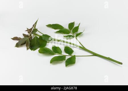 Junger Walnusszweig mit isolierten Blättern auf weißem Hintergrund. Stockfoto