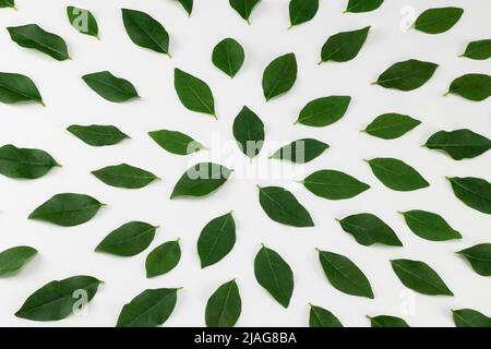 Grüne Blätter auf weißem Hintergrund angeordnet. Stockfoto