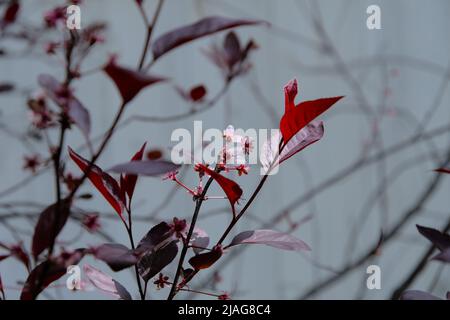 Schöne frühe Blüten einer Kirschpflaume (Prunus cerasifera) in einem Frühlingsgarten in Ottawa, Ontario, Kanada. Stockfoto