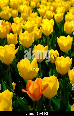 Wunderschöne Yellow Empress Tulpen, die auf dem Canada Tulip Festival in Ottawa, Ontario, Kanada, in einem Bett leuchten. Stockfoto