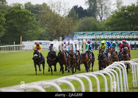 Pferde galoppieren vor dem Start auf der York Racecourse. Stockfoto