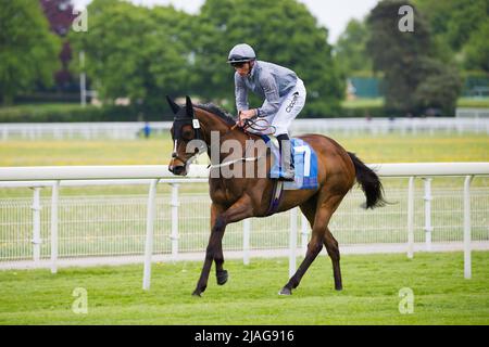 Jockey Daniel Tudhope auf Love Interest bei York Races. Stockfoto