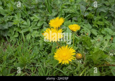 Nahaufnahme eines gelb blühenden Löwinenkrauts, Taraxacum officinale, im Frühjahr vor Hintergrund oder Substrat anderer grüner Wildpflanzen Stockfoto