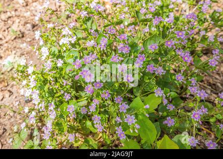 Die Nahaufnahme der blühenden sibirischen Springbeauty, Claytonia sibirica, ist eine krautige, dikotyledonöse, dikotyledonöse Pflanze aus der Familie der Montiaceae, die wächst Stockfoto