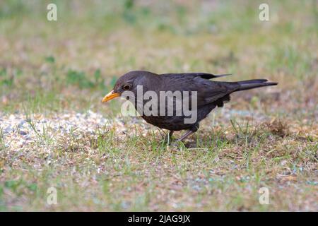 Amsel, Turdus merula, Männchen auf dem Boden im Gras mit orangefarbenem Schnabel und dunklem bis schwarzem Gefieder Stockfoto