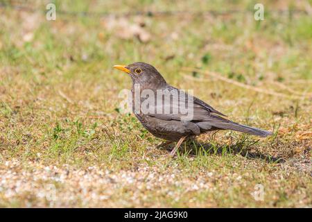 Amsel, Turdus merula, Männchen auf dem Boden im Gras mit orangefarbenem Schnabel und dunklem bis schwarzem Gefieder Stockfoto