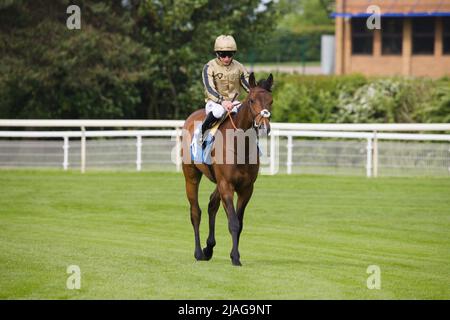 Jockey PJ McDonald fährt zu den Starttoren in York. Stockfoto