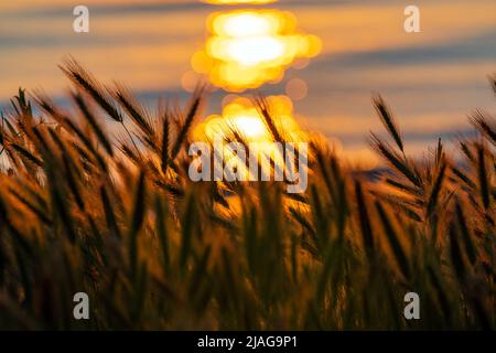 Weizenohren vor dem Hintergrund der aufgehenden Sonne Stockfoto