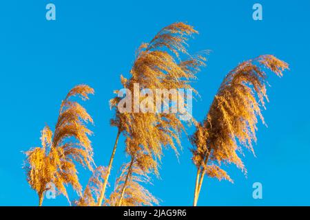 Natürlicher Hintergrund von goldenem, trockenem Felsvorsprung vor dem blauen Himmel Stockfoto