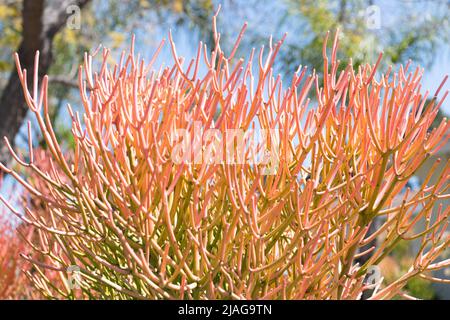 Euphorbia tirucalli Bleistift Kaktus mit Sukkulenten Ästen natürlichen Hintergrund Stockfoto