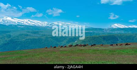 Die Herde von Kühen grast auf einer alpinen Wiese vor der Kulisse verschneiter Berggipfel Stockfoto