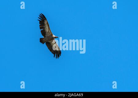 Silhouette Steppe Adler fliegen in blauen Himmel Stockfoto
