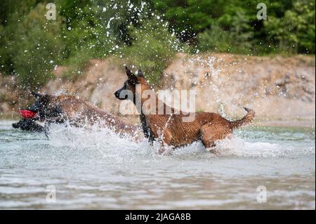 Belgische malinois Hunde spielen im Wasser des Sees in schöner Natur. Stockfoto