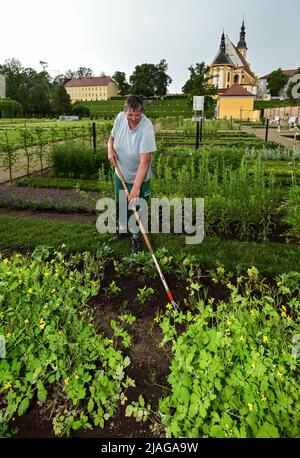 30. Mai 2022, Brandenburg, Neuzelle: Diana Schnabel, Gärtnerin der Klosterstiftung Neuzelle, arbeitet im Kräutergarten des Klostergartens Neuzelle. Im Klostergarten Neuzelle in der oder-Spree werden seit rund zwei Jahren die dritte und letzte Bauphase zur Sanierung des Barockgeländes durchgeführt. Die Eröffnung ist für 10.06.2022 geplant. Hier entstanden eine Baumschule mit Gewächshaus, Küchengarten und Kräutergarten sowie symmetrisch angelegte Blumenbeete, die mit Hecken und Obstbäumen gesäumt sind. Seit 1998 wird an der Gartenanlage gearbeitet Stockfoto