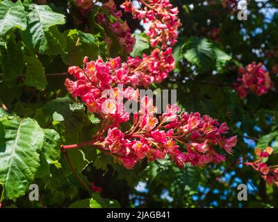 Frühsommerblüten des ornamentalen, winterharten Laubbaums, Aesculus x carnea, roter Horsechesnut Stockfoto
