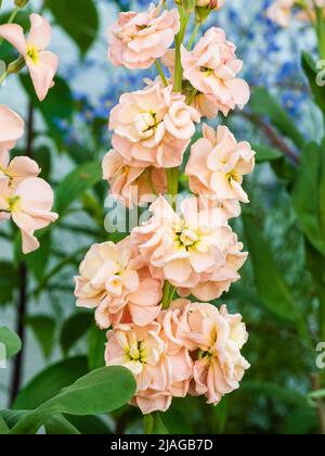 Blassrosa Doppelblüten des winterharten, jährlich oder alle zwei Jahre duftenden Gartenbestandes, Matthiola incana 'Apricot' Stockfoto