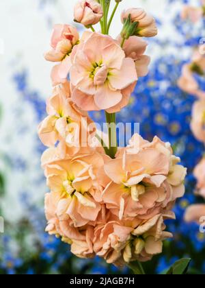 Blassrosa Doppelblüten des winterharten, jährlich oder alle zwei Jahre duftenden Gartenbestandes, Matthiola incana 'Apricot' Stockfoto