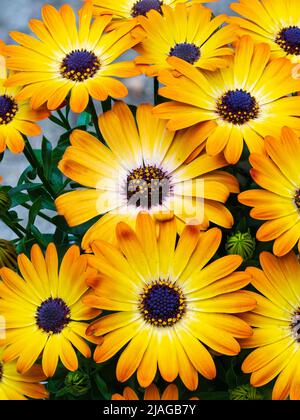 Gelbe und orangefarbene Blüten des halbharten mehrjährigen Cape Daisy, Osteospermum 'Serenity Sunshine Beauty'
