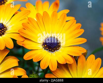 Gelbe und orangefarbene Blüten des halbharten mehrjährigen Cape Daisy, Osteospermum 'Serenity Sunshine Beauty'