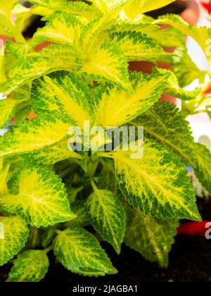 Farbenfrohe Blätter der zarten immergrünen Staude, Solenostemon 'Dairy Maid' Stockfoto