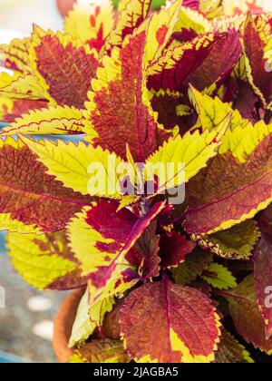 Farbenfrohe rote und gelbe Blätter der zarten immergrünen Staude, Solenostemon 'Pineapple Beauty' Stockfoto